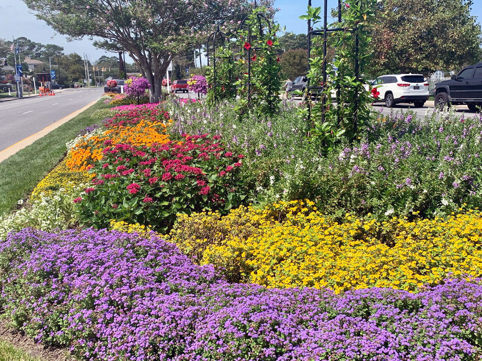 Bethany Beach in bloom